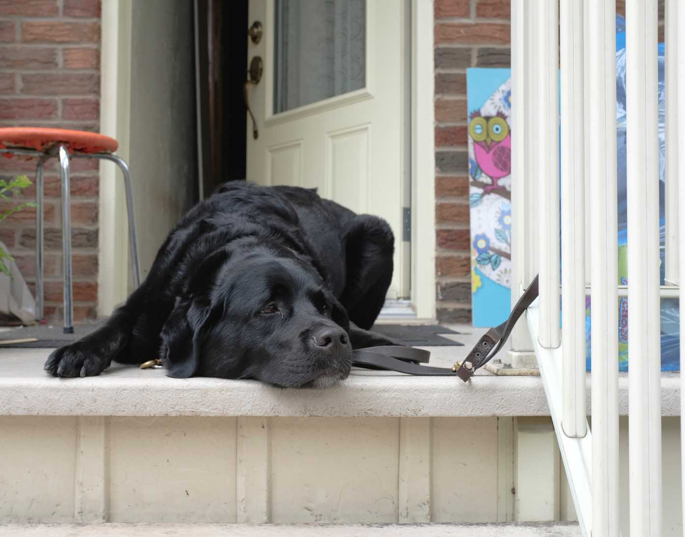 A dog enjoying the porch